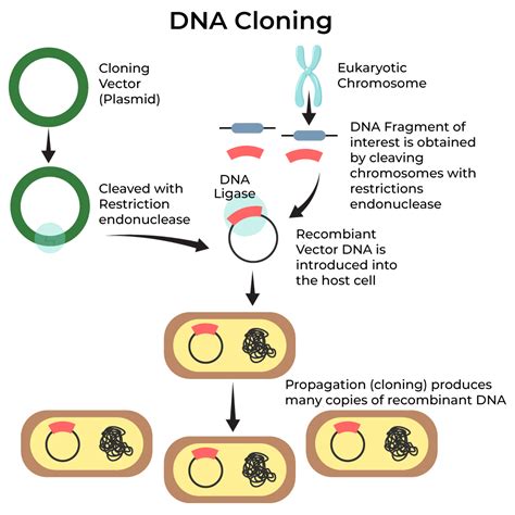 DNA Cloning - Definition, Steps, and Methods - GeeksforGeeks