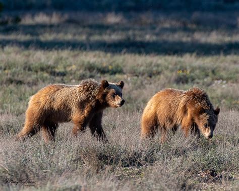 Bears of Grand Teton National Park - Tales from the Backroad