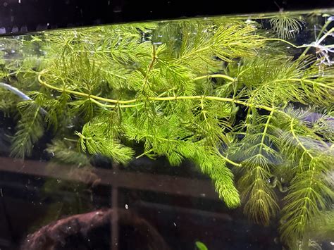 Hornwort – Ceratophyllum demersum – Water Colors Aquarium Gallery