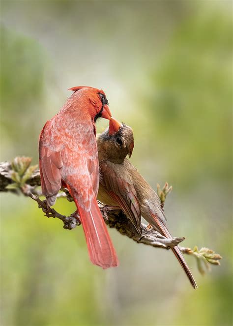 Birds Kissing Photograph by Leah Xu | Fine Art America