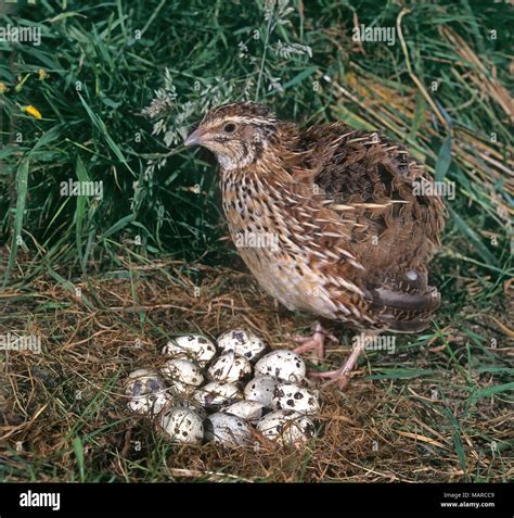 Common Quail (Coturnix coturnix). Female next to nest with eggs. Germany Stock Photo - Alamy