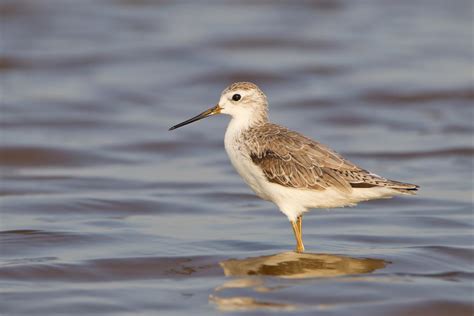 Marsh sandpiper (Tringa stagnatilis)