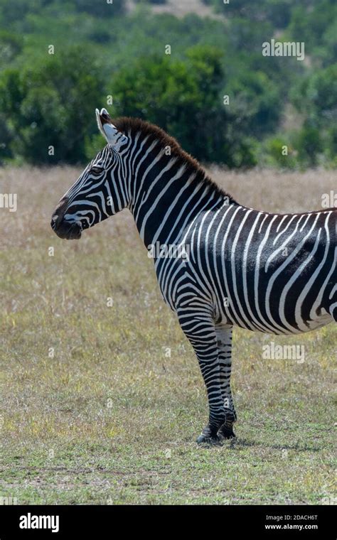 Africa, Kenya, Laikipia Plateau, Northern Frontier District, Ol Pejeta ...