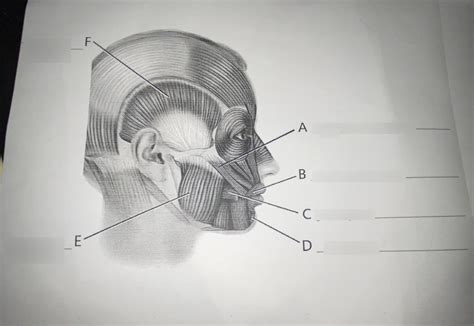 MUSCLES OF THE ORAL CAVITY Diagram | Quizlet