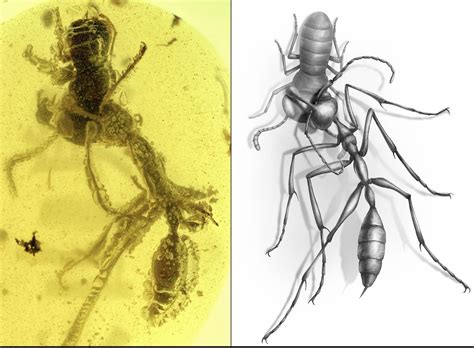 Prehistoric 'Hell Ant' stuck in amber biting it's prey for 99 million years | Scrolller