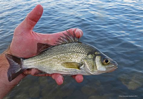 Maryland Biodiversity Project - White Perch (Morone americana)