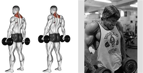 Trapezius muscle training, strength and mass development exercises