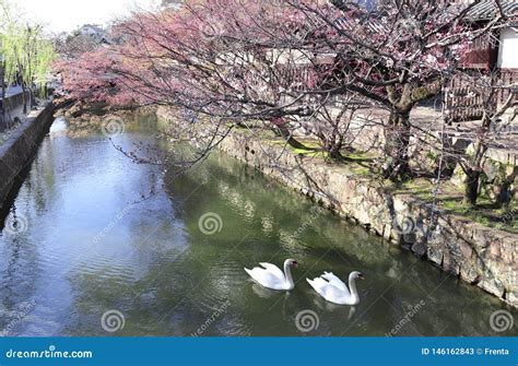 Two Swans in Kurashiki Canal, Kurashiki City, Japan Stock Image - Image ...