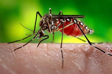 Education corner: The buzz on mosquito-borne viruses | Hub