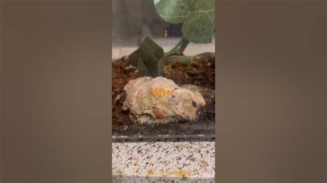 Powder Orange isopod eating cricket My pet Rolly Pollies (NOT MY VOICE) 🦐🦞🦀 #rollypolly #isopods ...