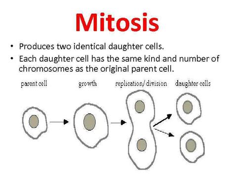 Mitosis Produces two identical daughter cells