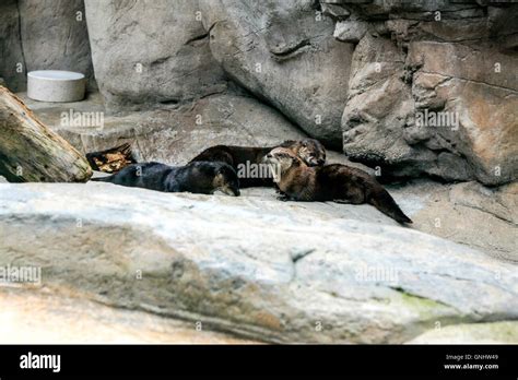 Family of Otters at the Tennessee Aquarium in Chattanooga Stock Photo ...