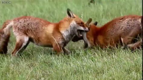 Two foxes fighting over territory - YouTube