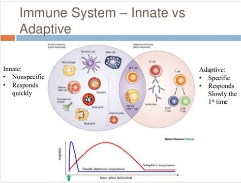 Immunity Worksheet Answers