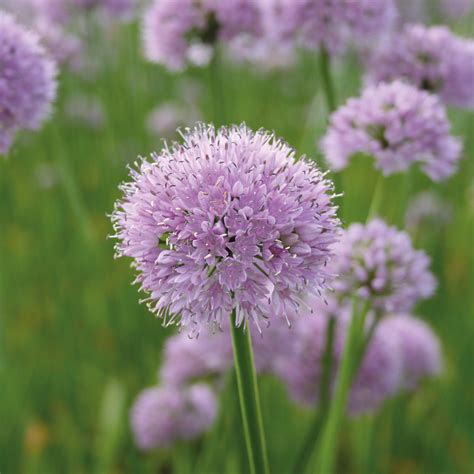 Allium 'Summer Beauty'