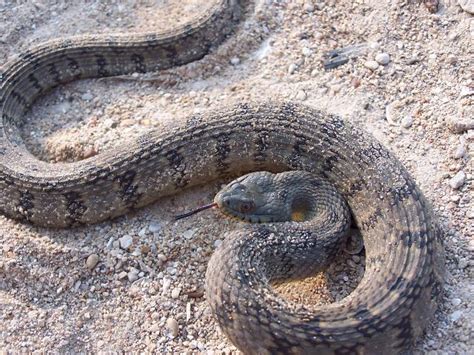 Diamondback_watersnake_photos