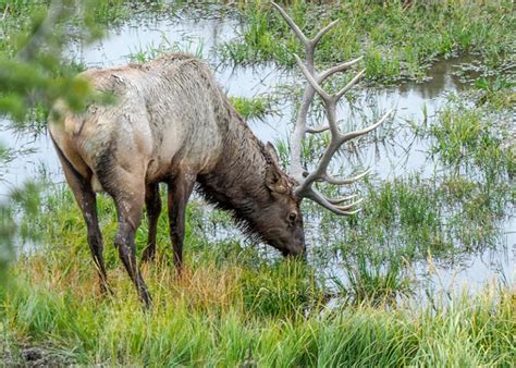 Yellowstone National Park – Fall 2019 – Part 2 – More Wildlife ...