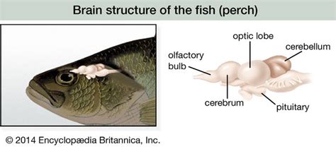 Nervous system - The vertebrate system | Britannica