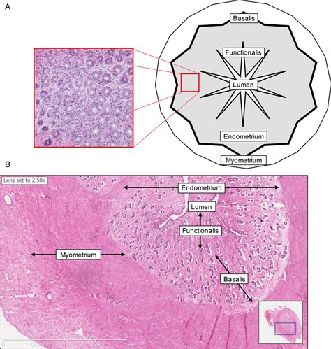 Uterus Histology Diagram