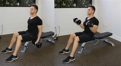 Seated Dumbbell Curl – The Optimal You | Online Personal Trainers ...