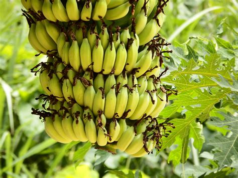 Banana Bunch Free Stock Photo - Public Domain Pictures