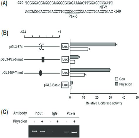 Promoter mutation assay for the transcription factor-binding sites in... | Download Scientific ...