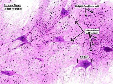 A cellular example of nervous tissue of a motor neuron. The dendrites and axons are seen ...