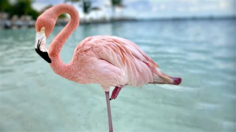 Why Flamingos Stand on One Leg For Hours at a Time