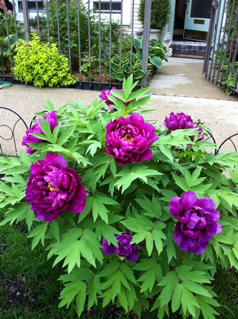 Violet Chinese Tree Peony | Growing peonies, Peonies garden, Shade flowers