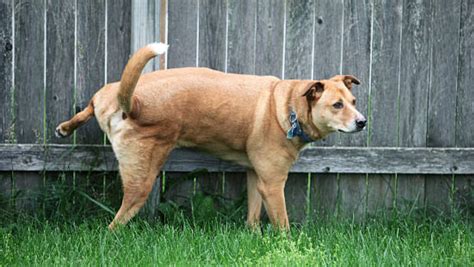 Why Does A Male Dog Squats To Pee