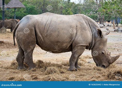 Rhino eating grass stock photo. Image of animals, face - 163625442