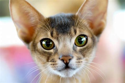 How To Buy And Raise Abyssinian Kitten | by Jennifer Wilson | Medium