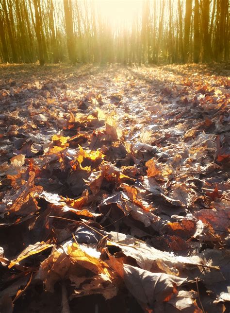 Dry Leaves In Forest Free Stock Photo - Public Domain Pictures