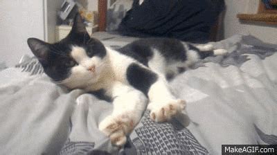 Cat Yawning GIF - Find & Share on GIPHY