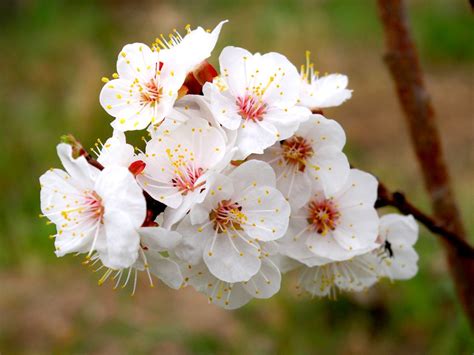 apricot | Macro flower, Flowers, Apricot blossom