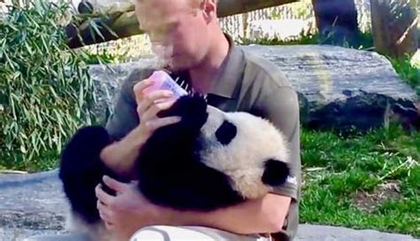 Cute Zookeeper Melts Hearts Bottle-Feeding Baby Panda