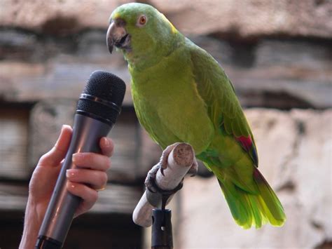 Training a Parrot To Talk - The Right Way - 5 pics - Animal's Look