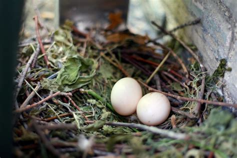 Pigeon Egg Facts: Laying Eggs and Hatching - BIRDS PROFILE