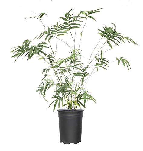 Growing Bamboo In Pots Indoors: 12 Tips And Tricks