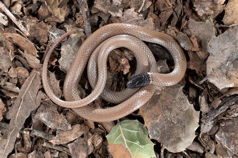 Western Black-headed Snake - Gottlieb Native Garden