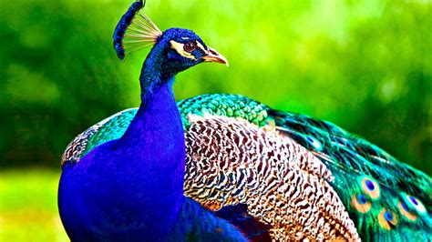 Wallpaper Peacock, feathers, Animals Wallpaper Download - High Resolution 4K Wallpaper