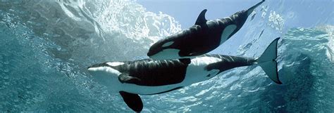 30 Beautiful Killer Whale Pictures and HD Wallpapers