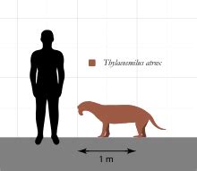 Thylacosmilus - Wikipedia