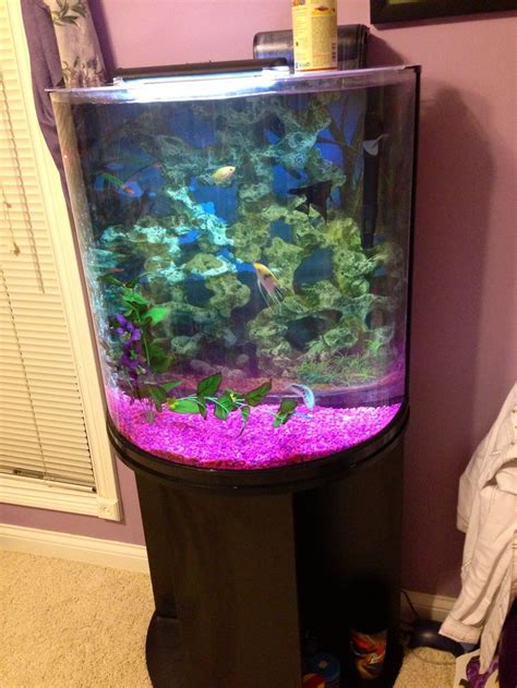 Half moon fish tank | ₱ets ♞ | Pinterest | Fish tanks, Half moons and Fish