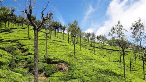 Ooty: Your guide to traveling to this beautiful hill station