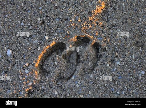 usfwsmtnprairie 14730606803 Elk Tracks Stock Photo - Alamy