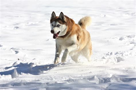 Siberian Husky Playing In Snow Free Stock Photo - Public Domain Pictures