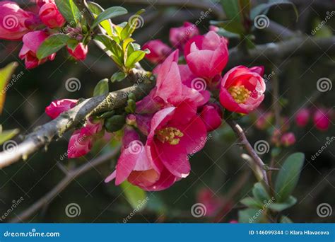 Cydonia Oblonga Tuft Flowers Buds on a Twig Stock Photo - Image of spring, pink: 146099344