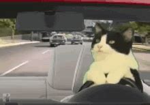 Cute Cat Driving Funny Car GIF | GIFDB.com