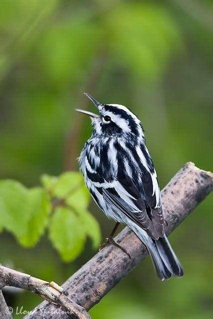 Black And White Striped Bird